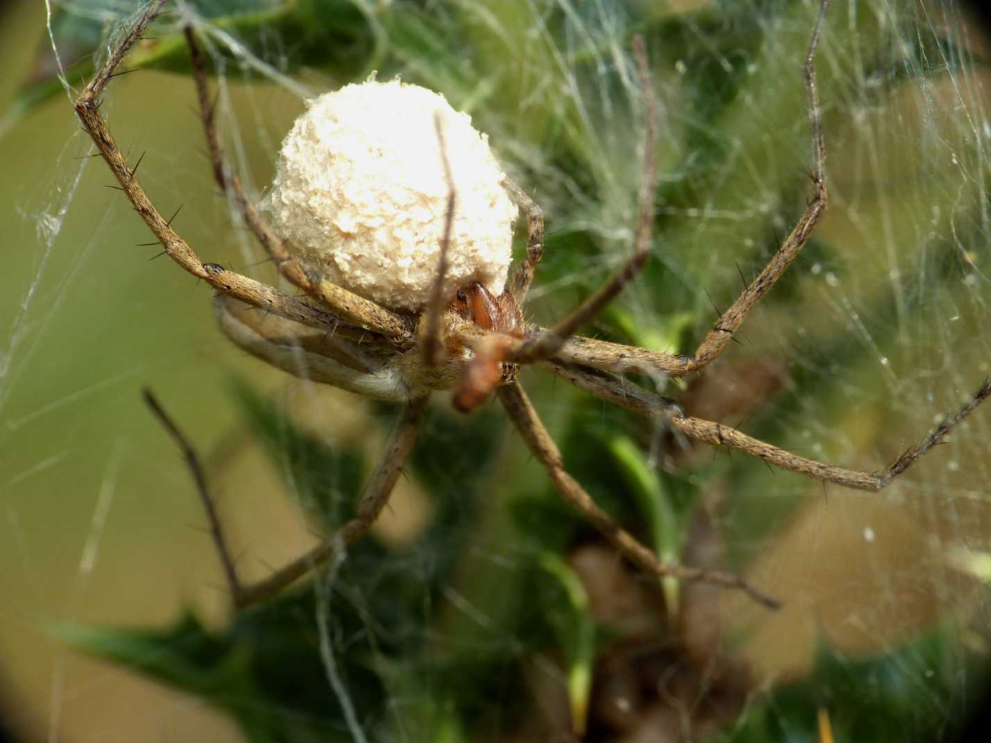 Pisaura sp.: carrellata di nidi - Tolfa (RM)